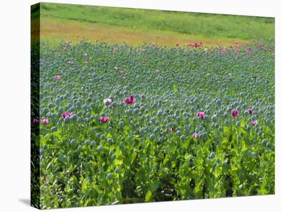 Opium Poppies are a Legal Crop for Production of Morphine, Sandinski, Bulgaria-Louise Murray-Stretched Canvas