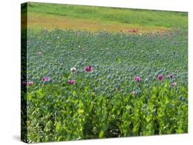 Opium Poppies are a Legal Crop for Production of Morphine, Sandinski, Bulgaria-Louise Murray-Stretched Canvas