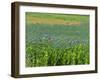 Opium Poppies are a Legal Crop for Production of Morphine, Sandinski, Bulgaria-Louise Murray-Framed Photographic Print