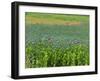 Opium Poppies are a Legal Crop for Production of Morphine, Sandinski, Bulgaria-Louise Murray-Framed Photographic Print
