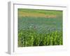 Opium Poppies are a Legal Crop for Production of Morphine, Sandinski, Bulgaria-Louise Murray-Framed Photographic Print