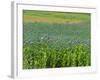 Opium Poppies are a Legal Crop for Production of Morphine, Sandinski, Bulgaria-Louise Murray-Framed Photographic Print