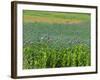 Opium Poppies are a Legal Crop for Production of Morphine, Sandinski, Bulgaria-Louise Murray-Framed Photographic Print