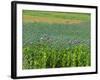Opium Poppies are a Legal Crop for Production of Morphine, Sandinski, Bulgaria-Louise Murray-Framed Photographic Print