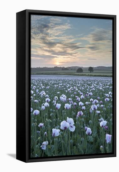 Opium Poppies Flowering in a Dorset Field, Dorset, England. Summer (July)-Adam Burton-Framed Stretched Canvas