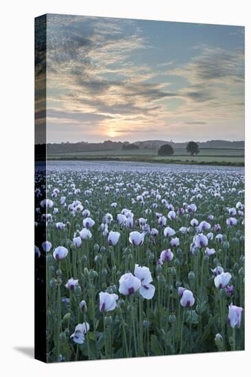 Opium Poppies Flowering in a Dorset Field, Dorset, England. Summer (July)-Adam Burton-Stretched Canvas