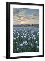 Opium Poppies Flowering in a Dorset Field, Dorset, England. Summer (July)-Adam Burton-Framed Photographic Print