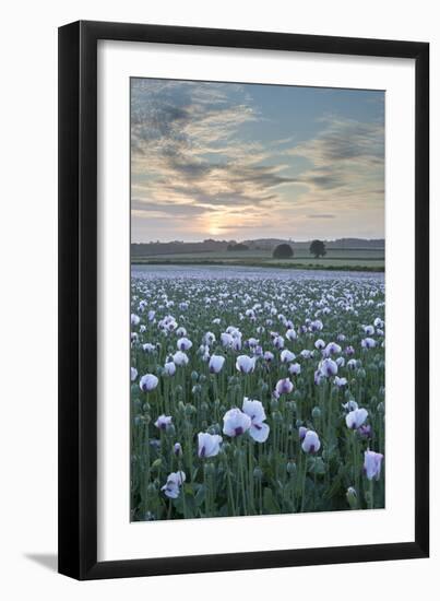 Opium Poppies Flowering in a Dorset Field, Dorset, England. Summer (July)-Adam Burton-Framed Photographic Print