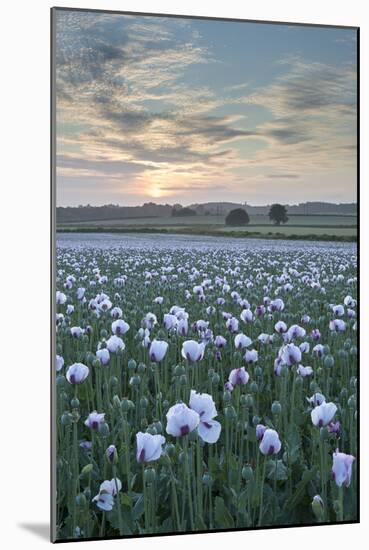 Opium Poppies Flowering in a Dorset Field, Dorset, England. Summer (July)-Adam Burton-Mounted Photographic Print