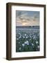 Opium Poppies Flowering in a Dorset Field, Dorset, England. Summer (July)-Adam Burton-Framed Photographic Print