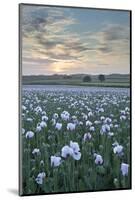 Opium Poppies Flowering in a Dorset Field, Dorset, England. Summer (July)-Adam Burton-Mounted Photographic Print