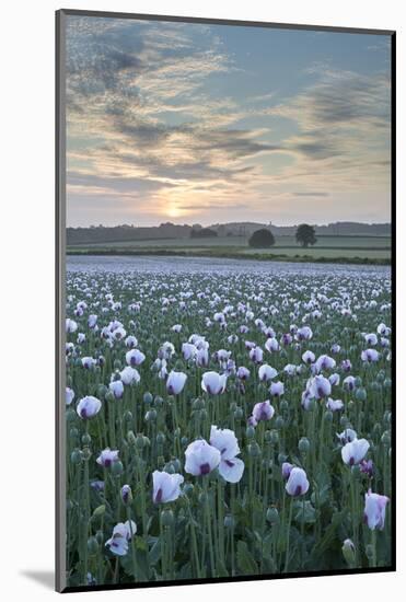 Opium Poppies Flowering in a Dorset Field, Dorset, England. Summer (July)-Adam Burton-Mounted Photographic Print
