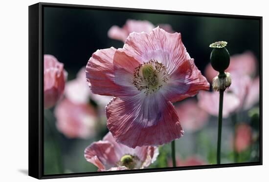 Opium Poppies (Papaver Somniferum)-Vaughan Fleming-Framed Stretched Canvas