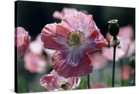 Opium Poppies (Papaver Somniferum)-Vaughan Fleming-Stretched Canvas