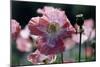 Opium Poppies (Papaver Somniferum)-Vaughan Fleming-Mounted Premium Photographic Print