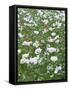 Opium Poppies (Papaver Somniferum)-Adrian Bicker-Framed Stretched Canvas