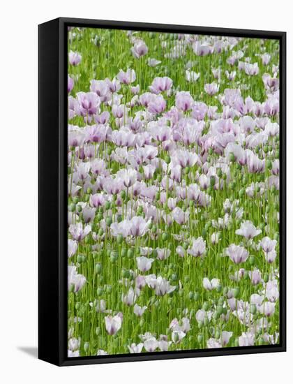 Opium Poppies (Papaver Somniferum)-Tony Craddock-Framed Stretched Canvas