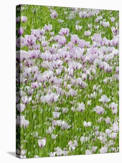 Opium Poppies (Papaver Somniferum)-Tony Craddock-Stretched Canvas