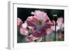 Opium Poppies (Papaver Somniferum)-Vaughan Fleming-Framed Photographic Print