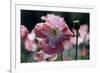 Opium Poppies (Papaver Somniferum)-Vaughan Fleming-Framed Photographic Print