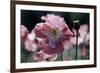 Opium Poppies (Papaver Somniferum)-Vaughan Fleming-Framed Photographic Print