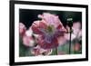 Opium Poppies (Papaver Somniferum)-Vaughan Fleming-Framed Photographic Print