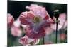 Opium Poppies (Papaver Somniferum)-Vaughan Fleming-Mounted Photographic Print