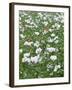 Opium Poppies (Papaver Somniferum)-Adrian Bicker-Framed Photographic Print