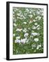 Opium Poppies (Papaver Somniferum)-Adrian Bicker-Framed Photographic Print