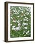 Opium Poppies (Papaver Somniferum)-Adrian Bicker-Framed Photographic Print