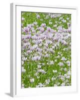 Opium Poppies (Papaver Somniferum)-Tony Craddock-Framed Photographic Print