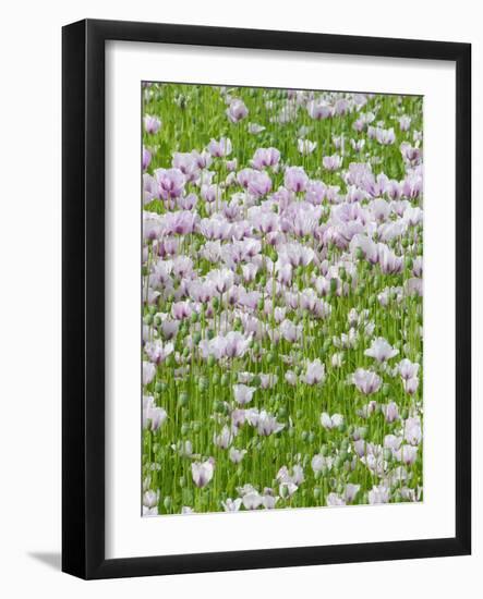 Opium Poppies (Papaver Somniferum)-Tony Craddock-Framed Photographic Print