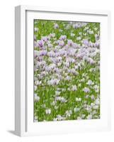 Opium Poppies (Papaver Somniferum)-Tony Craddock-Framed Photographic Print