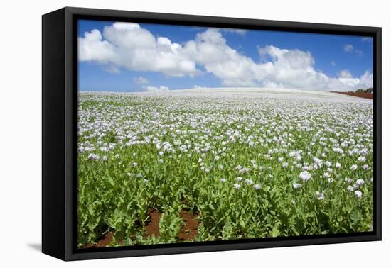 Opium Poppy a Field of Blooming Opium Poppies-null-Framed Stretched Canvas