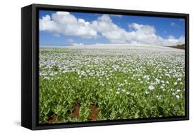 Opium Poppy a Field of Blooming Opium Poppies-null-Framed Stretched Canvas
