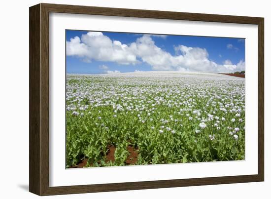 Opium Poppy a Field of Blooming Opium Poppies-null-Framed Photographic Print