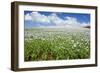 Opium Poppy a Field of Blooming Opium Poppies-null-Framed Photographic Print