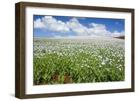 Opium Poppy a Field of Blooming Opium Poppies-null-Framed Photographic Print