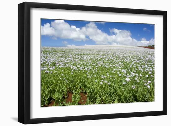 Opium Poppy a Field of Blooming Opium Poppies-null-Framed Photographic Print