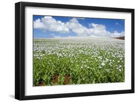 Opium Poppy a Field of Blooming Opium Poppies-null-Framed Photographic Print