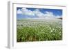 Opium Poppy a Field of Blooming Opium Poppies-null-Framed Photographic Print