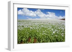 Opium Poppy a Field of Blooming Opium Poppies-null-Framed Photographic Print