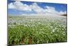 Opium Poppy a Field of Blooming Opium Poppies-null-Mounted Photographic Print