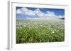 Opium Poppy a Field of Blooming Opium Poppies-null-Framed Photographic Print