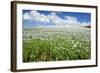 Opium Poppy a Field of Blooming Opium Poppies-null-Framed Photographic Print