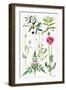 Opium Poppy and Other Plants-Elizabeth Rice-Framed Giclee Print