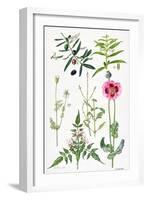 Opium Poppy and Other Plants-Elizabeth Rice-Framed Giclee Print