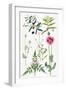 Opium Poppy and Other Plants-Elizabeth Rice-Framed Giclee Print