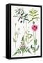 Opium Poppy and Other Plants-Elizabeth Rice-Framed Stretched Canvas