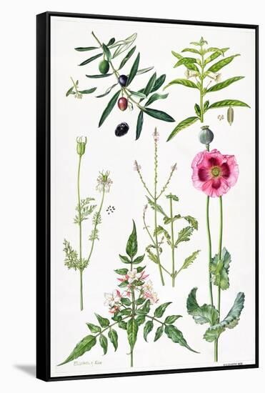 Opium Poppy and Other Plants-Elizabeth Rice-Framed Stretched Canvas